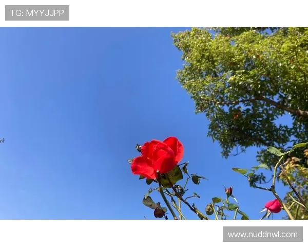 鏉滃叞鐗瑰疄鎴樺繀淇锛氫粠鍙樺悜鍒扮粓缁撶殑鑷村懡缁嗚妭